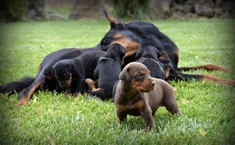 doberman for sale colorado|unique dobermans oregon.